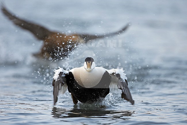 Common Eider; Somateria mollissima stock-image by Agami/Jari Peltomäki,