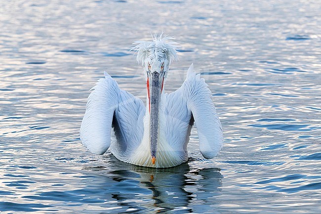 Dalmatian Pelican (Pelecanus crispus) at Lake Kerkini, Greece stock-image by Agami/Marc Guyt,