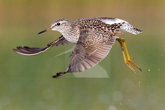 Wood Sandpiper flying over the mud near Florence, Italy. April 2017. stock-image by Agami/Vincent Legrand,