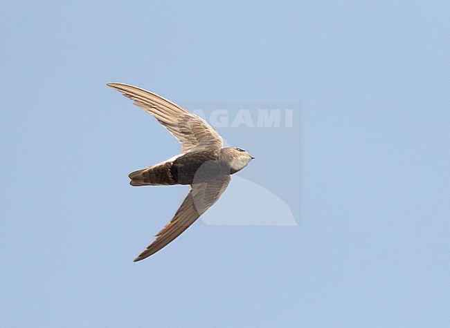 Little Swift (Apus affinis) at one of the few breeding area's in Europe. stock-image by Agami/Marc Guyt,