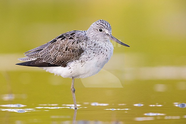 Greenshank (Tringa nebularia), side view of an adult standing in a swamp, Campania, Italy stock-image by Agami/Saverio Gatto,