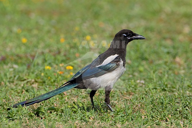 Ekster; Eurasian Magpie stock-image by Agami/Daniele Occhiato,