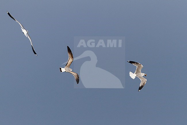 Common Gull - Sturmmöwe - Larus canus ssp. canus, Switzerland, 2nd cy, 3rd cy & adult stock-image by Agami/Ralph Martin,