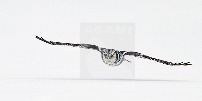 Hawk Owl (Surnia ulula) Kuusamo Finland February 2016 stock-image by Agami/Markus Varesvuo,