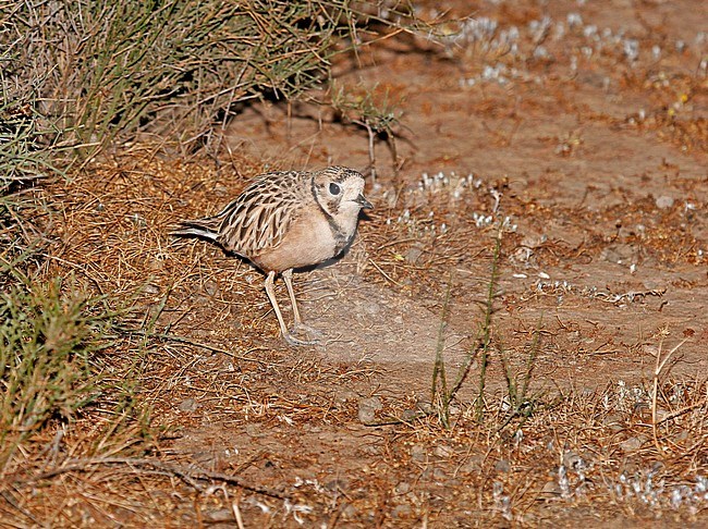 Inland Dotterel (Peltohyas australis) photographed during the night in arid Australia. stock-image by Agami/Pete Morris,