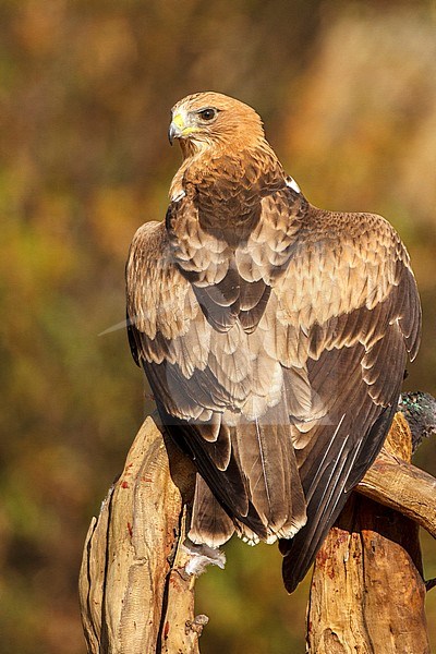 Booted Eagle (Hieraaetus pennatus) in Ávila (Spain) stock-image by Agami/Oscar Díez,