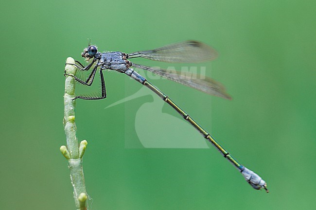 Leste à grands ptérostigmas (Lestes macrostigma) taken the 04/06/2024 at Fos-sur-mer - France. stock-image by Agami/Nicolas Bastide,