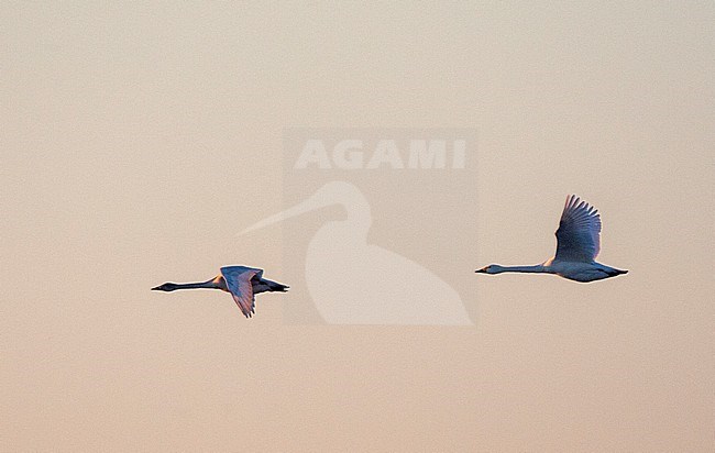 Pair of Bewick's Swans (Cygnus bewickii) in flight at sunrise over Starrevaart, the Netherlands, against a stunning purple colored sky. stock-image by Agami/Marc Guyt,