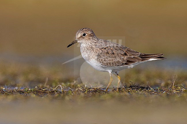 Temminck's Stint, Calidris temminckii, in Italy. stock-image by Agami/Daniele Occhiato,