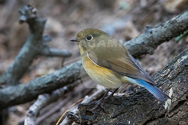 Vrouwtje Blauwstaart; Female Red-flanked Bluetail stock-image by Agami/Daniele Occhiato,