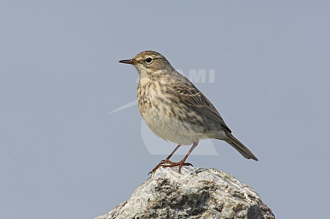 Oeverpieper op een rots; Eurasian Rock Pipit perched on a rock stock-image by Agami/Markus Varesvuo,