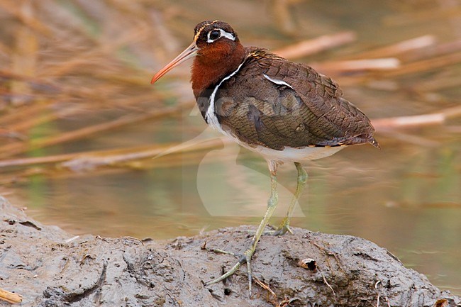 Vrouwtje Goudsnip; Female Greater Painted Snipe stock-image by Agami/Daniele Occhiato,