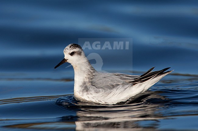 Rosse Franjepoot; Grey Phalarope; Phalaropus fulicarius stock-image by Agami/Hugh Harrop,