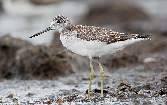 Juveniele Groenpootruiter; Juvenile Greenshank stock-image by Agami/Markus Varesvuo,