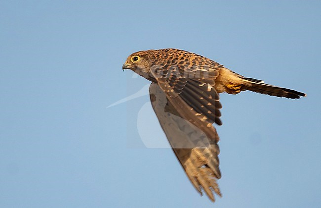 Neglected Kestrel (Falco tinnunculus neglectus) is a subspecies of Common Kestrel, but is sometimes considered as a full species. With i's short wings it is perfectly adapted to it's main food source: small reptiles like gecko's. stock-image by Agami/Eduard Sangster,