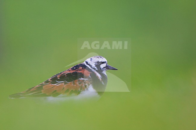 Steenloper, Ruddy Turnstone; Arenaria interpres stock-image by Agami/Menno van Duijn,