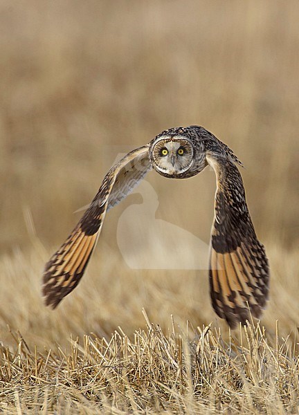 Velduil, Short-eared Owl, Asio flammeus stock-image by Agami/Tomi Muukkonen,