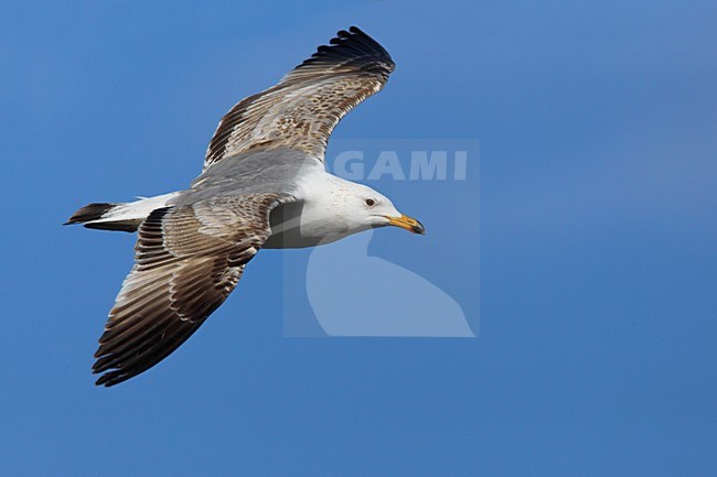 Onvolwassen Armeense Meeuw in vlucht, Immature Armenian Gull in flight stock-image by Agami/Daniele Occhiato,