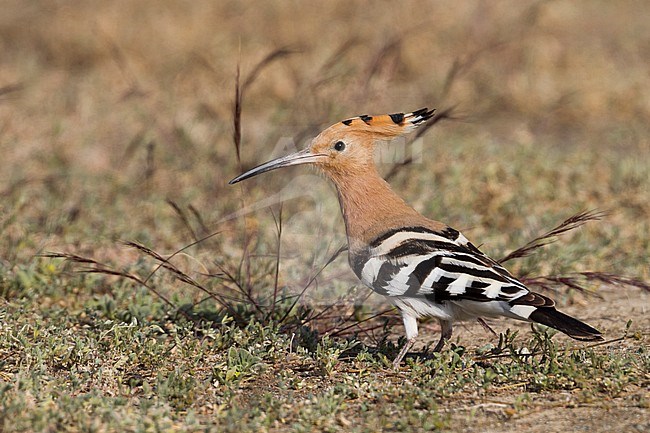 Common Hoopoe - Wiedehopf - Upupa epops, Oman, adult. Standing alert on the ground. stock-image by Agami/Ralph Martin,