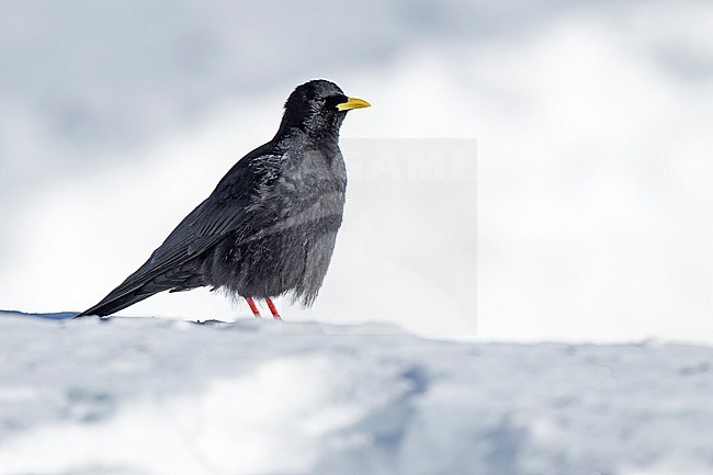 Alpine Chough (Pyrrhocorax graculus) sitting in snow in swiss Alps. stock-image by Agami/Marcel Burkhardt,