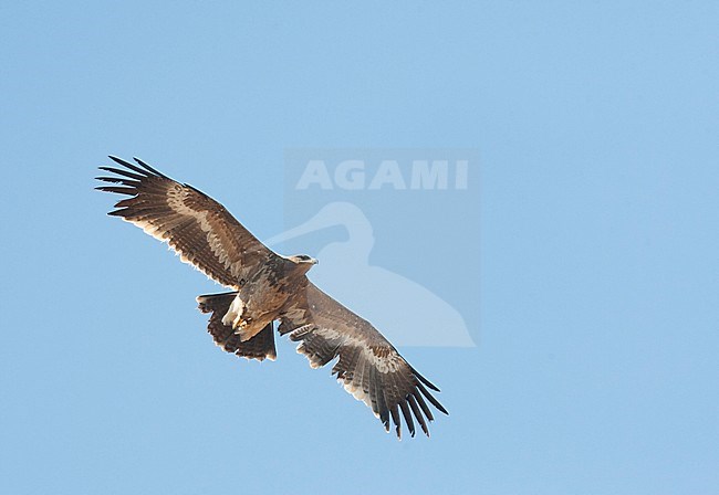 Steppe Eagle (Aquila nipalensis) in flight over Asian garbage dump. Showing darker head against paler (bleached) body, 2nd year (or early 3rd year) bird. stock-image by Agami/Marc Guyt,