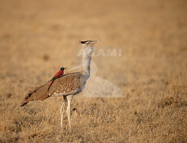 Arabische Trap met Noordelijke Karmijnrode Bijeneter, Arabian bustard with Northern carmine bee-eater stock-image by Agami/Marten van Dijl,