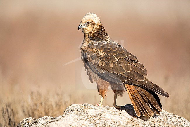 Immature Western Marsh Harrier (Circus aeruginosus) standing on the ground near Toledo in Spain. stock-image by Agami/Oscar Díez,