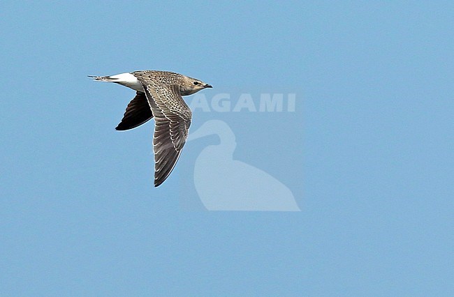 Juvenile Black-winged Pratincole, flying seen from the side showing upper wing, near Schagen, Noord Holland province, Netherlands stock-image by Agami/Renate Visscher,