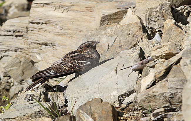 Large-tailed nightjar, caprimulgus macrurus, on Buru island, Indonesia. stock-image by Agami/James Eaton,