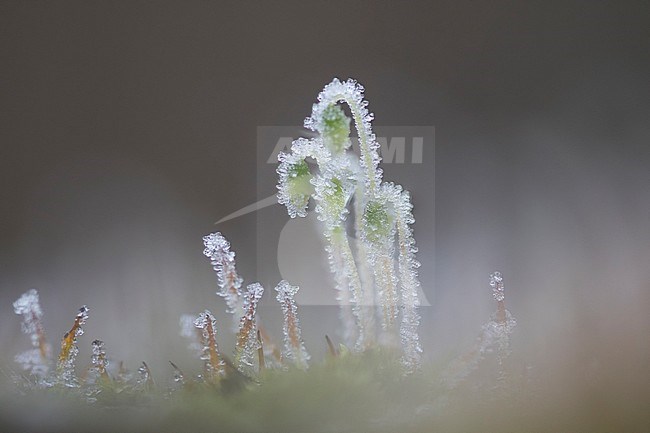 Common nodding moss, Pohlia nutans stock-image by Agami/Wil Leurs,