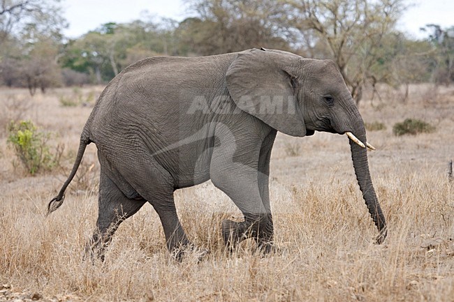 Afrikaanse Olifant in het Kruger Park; African Elephant at Kruger Park stock-image by Agami/Marc Guyt,