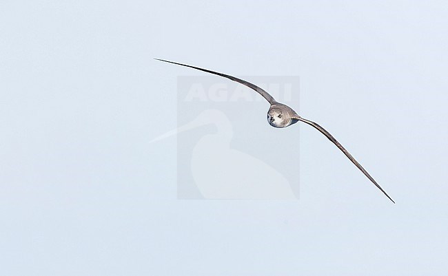 Zino's Petrel, Pterodroma madeira, at sea off Madeira, Portugal. stock-image by Agami/Marc Guyt,