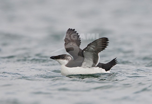 Alk met vleugels wijd; Razorbill with wings spread stock-image by Agami/Arie Ouwerkerk,