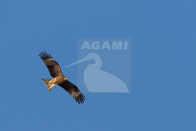 Black Kite - Schwarzmilan - Milvus migrans intergrade migrans / linneatus, Oman stock-image by Agami/Ralph Martin,