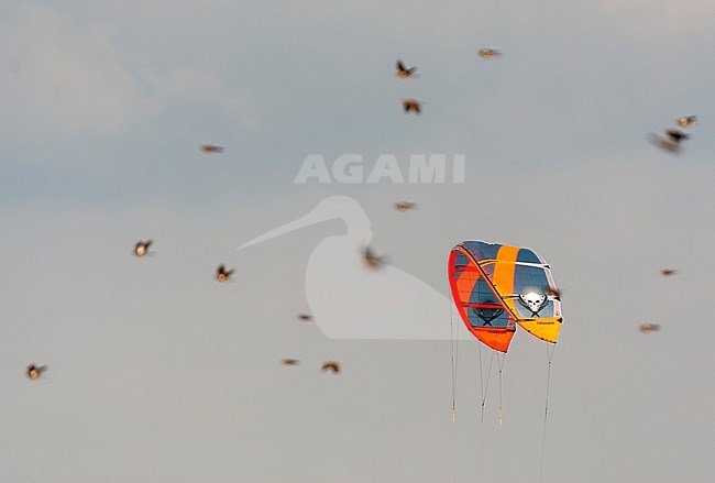 Kitesurfer with migrating Fieldfares (Turdus pilaris) in the Netherlands. Huge flock of Fieldfare flying along the coast in the background. stock-image by Agami/Marc Guyt,