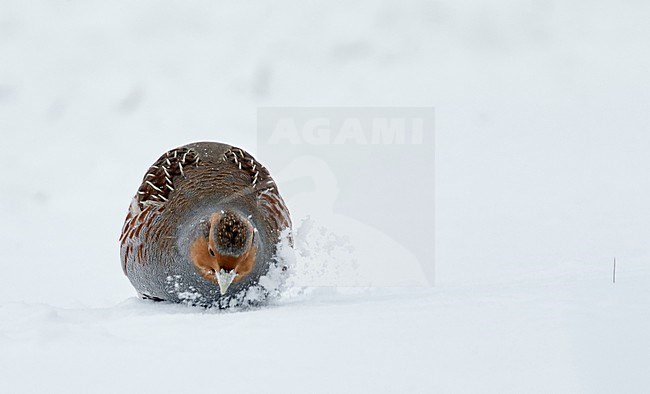 Patrijs in de sneeuw, Grey Partridge in the snow stock-image by Agami/Markus Varesvuo,