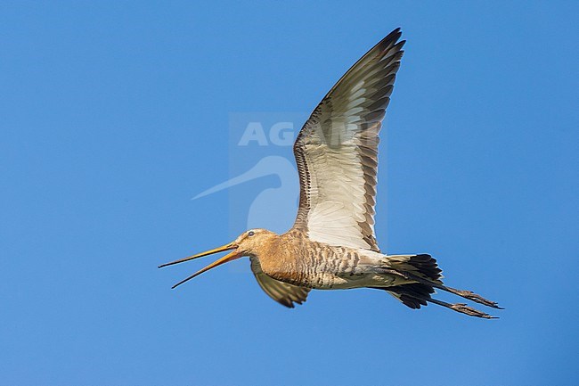 Grutto; Black-tailed Godwit; stock-image by Agami/Daniele Occhiato,