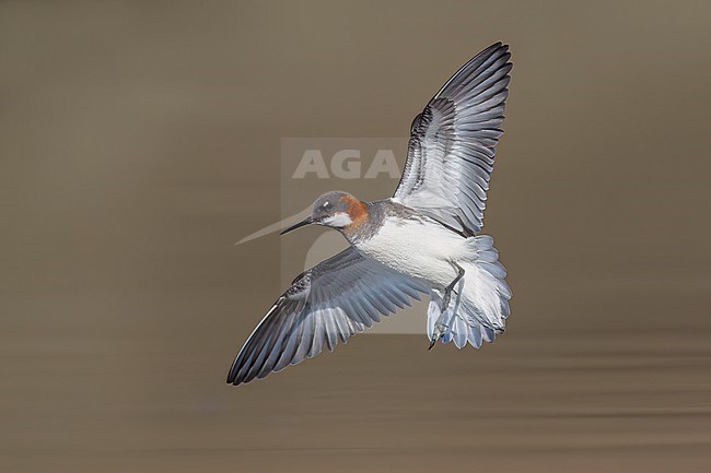 Adult female breeding
North Slope Borough, AK
June 2024 stock-image by Agami/Brian E Small,