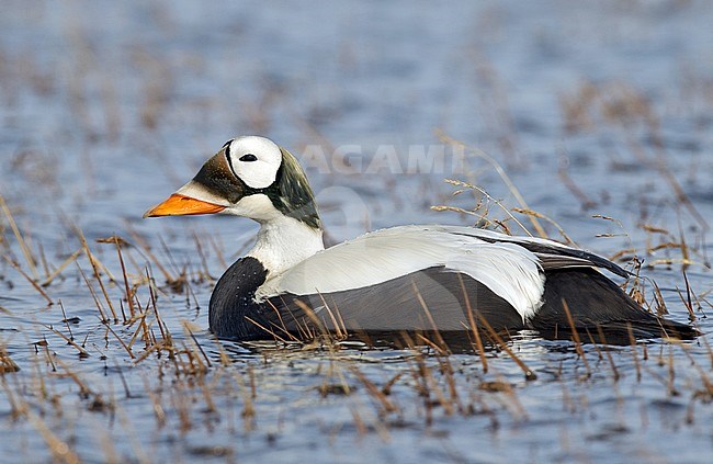 Volwassen mannetje Brileider, Adult male Spectacled Eider stock-image by Agami/Brian E Small,