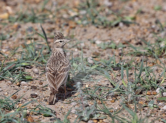 Adult Greater Short-toed Lark (Calandrella brachydactyla longipennis) standing on the ground in spring stock-image by Agami/Andy & Gill Swash ,