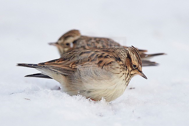 Wood Lark (Lullula arborea) UtÃ¶ Parainen Finland January 2016 stock-image by Agami/Markus Varesvuo,