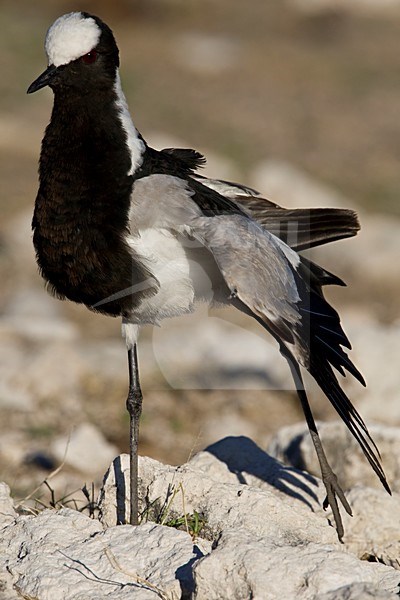 Adulte Smidsplevier, Adult Blacksmith plover stock-image by Agami/Wil Leurs,