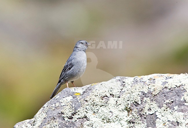 Male Plumbeous Sierra Finch (Geospizopsis unicolor) perched on a rock in Ecuador. stock-image by Agami/Marc Guyt,