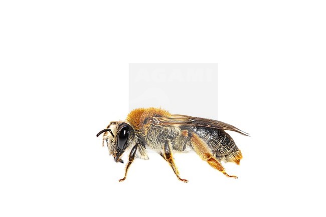 Orange-tailed Mining Bee, Andrena haemorrhoa stock-image by Agami/Wil Leurs,