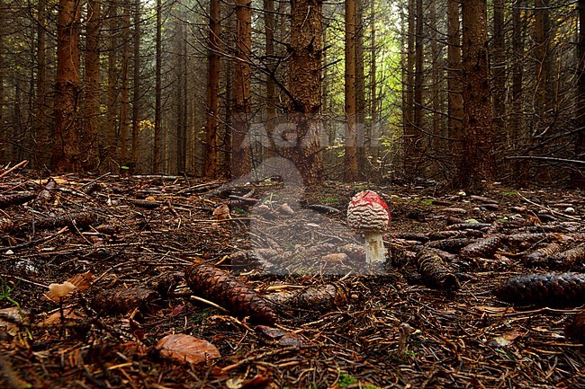 Vliegenzwam, Fly agaric stock-image by Agami/Rob de Jong,