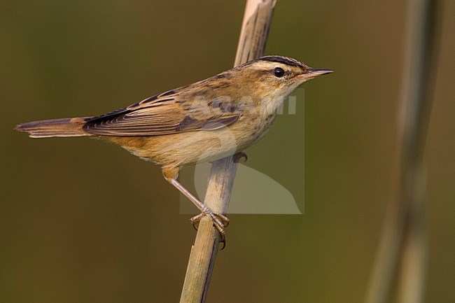 Rietzanger; Sedge Warbler stock-image by Agami/Daniele Occhiato,