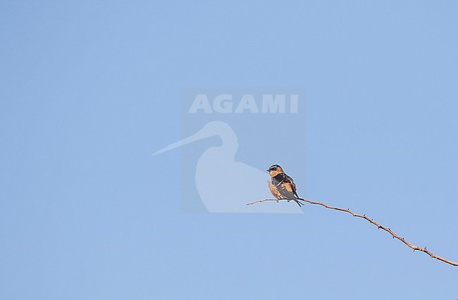 Adult Red-breasted Swallow, Cecropis semirufa, in South Africa. stock-image by Agami/Pete Morris,