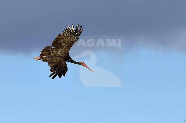 Zwarte Ooievaar vliegend, Black Stork flying, stock-image by Agami/Walter Soestbergen,