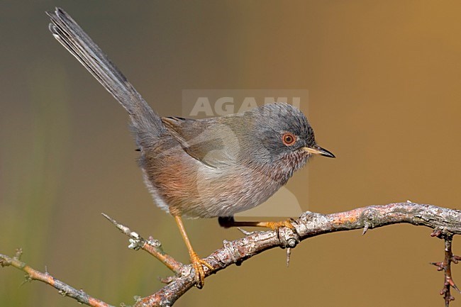 Provencaalse Grasmus zittend op een tak; Dartford Warbler perched on a branch stock-image by Agami/Daniele Occhiato,