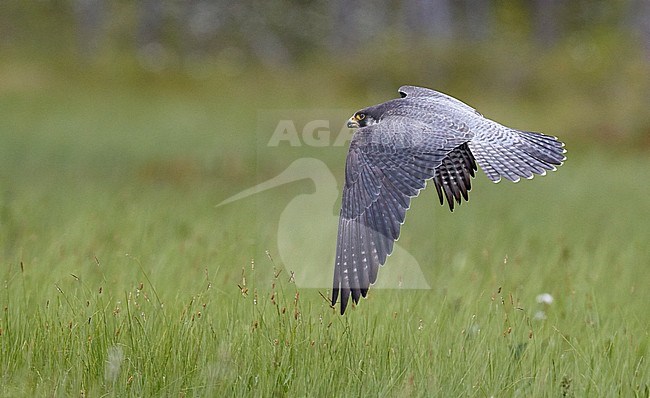 Peregrine (Falco peregrinus) Vaala Finland June 2017 stock-image by Agami/Markus Varesvuo,